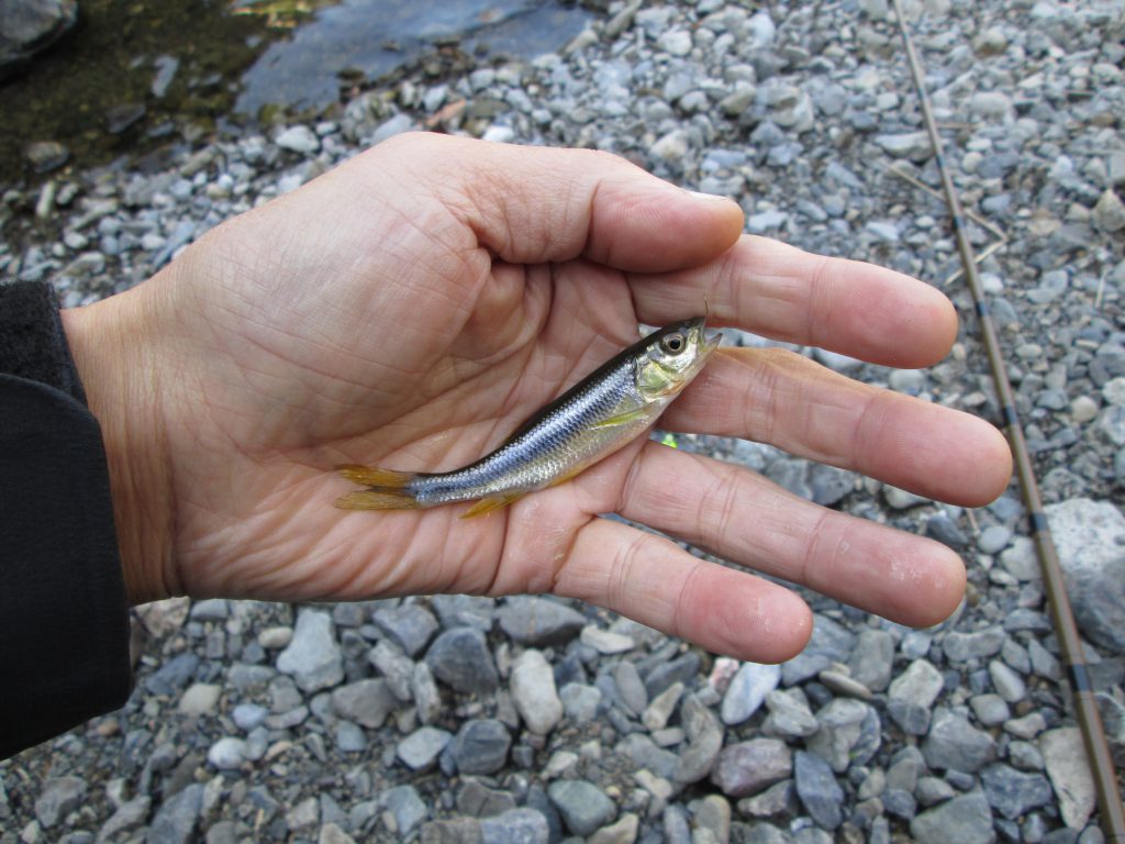 ↑本日の獲物の図　コイツらがたくさん釣れた