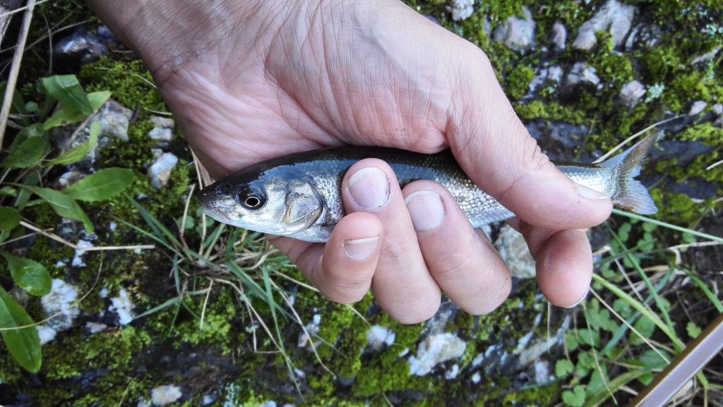 ↑超デッカイ（当社比）の釣れた魚の図